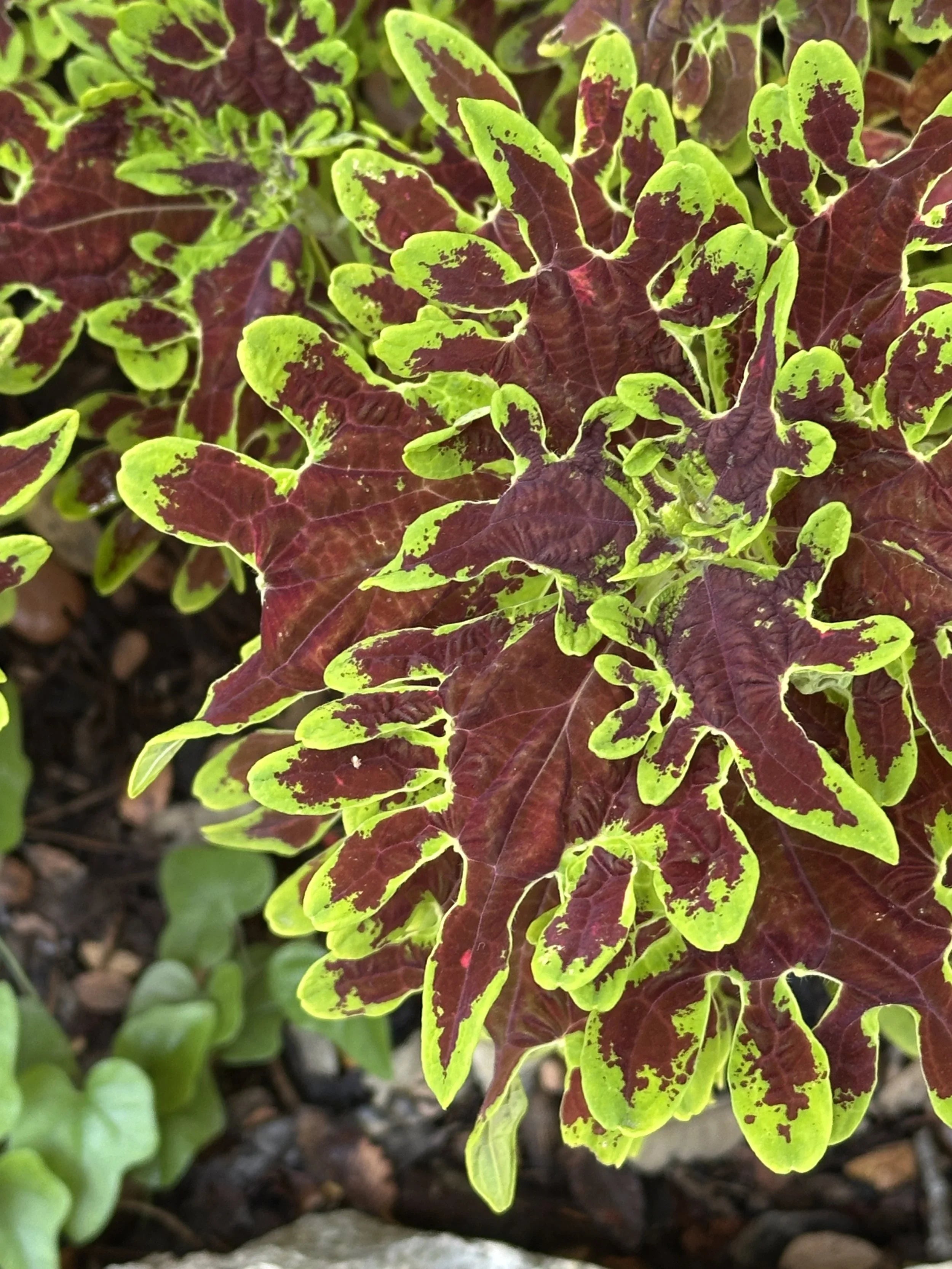 Bringing the Botanical Beauty Home: Color and Texture from a Day Trip